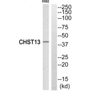 Western blot analysis of extracts from K562 cells, using CHST13 antibody.