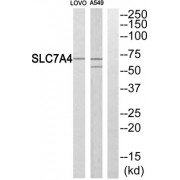Western blot analysis of extracts from LOVO cells and A549 cells, using SLC7A4 antibody.