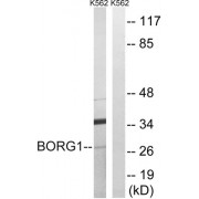 Western blot analysis of extracts from K562 cells, using BORG1 antibody.