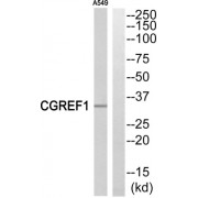 Western blot analysis of extracts from A549 cells, using CGREF1 antibody.