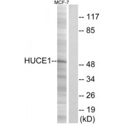 Western blot analysis of extracts from MCF-7 cells, using HUCE1 antibody.