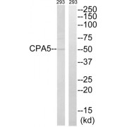 Western blot analysis of extracts from 293 cells, using CPA5 antibody.