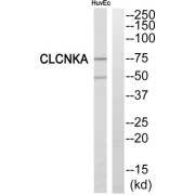 Western blot analysis of extracts from HuvEc cells, using CLCNKA antibody.