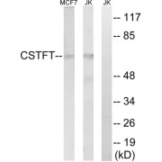Western blot analysis of extracts from MCF-7 cells and Jurkat cells, using CSTF2T antibody.