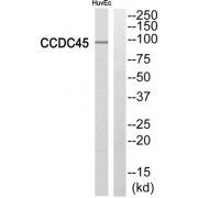 Western blot analysis of extracts from HuvEc cells, using CCDC45 antibody.