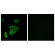 Immunofluorescence analysis of A549 cells, using CNTN5 antibody.