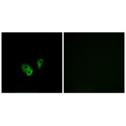 Immunofluorescence analysis of A549 cells, using CNGA2 antibody.