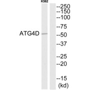 Autophagy Related 4D Cysteine Peptidase (ATG4D) Antibody