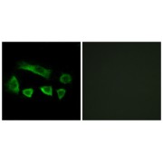 Immunofluorescence analysis of A549 cells, using NT5C1B antibody.