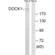Western blot analysis of extracts from HeLa cells, using DOCK1 antibody.