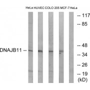 Western blot analysis of extracts from HeLa cells, HUVEC cells, COLO cells and MCF-7 cells, using DNAJB11 antibody.