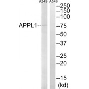 Western blot analysis of extracts from A549 cells, using APPL1 antibody.