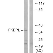 Western blot analysis of extracts from Jurkat cells, using FKBPL antibody.