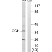 Western blot analysis of extracts from RAW264.7 cells, using GGH antibody.