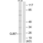 Western blot analysis of extracts from HT-29 cells, using GJB7 antibody.