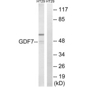 Western blot analysis of extracts from HT-29 cells, using GDF7 antibody.