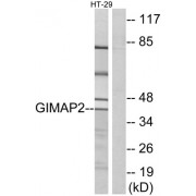 Western blot analysis of extracts from HT-29 cells, using GIMAP2 antibody.
