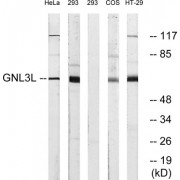 Western blot analysis of extracts from HeLa cells, 293 cells and HT-29 cells, using GNL3L antibody.