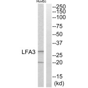 abx014563