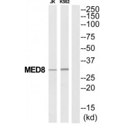 Mediator Complex Subunit 8 (MED8) Antibody