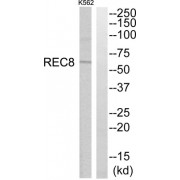 Western blot analysis of extracts from K562 cells, using REC8 antibody.