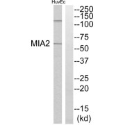 Western blot analysis of extracts from HuvEc cells, using MIA2 antibody.