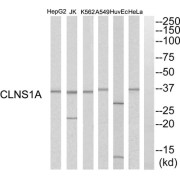 Western blot analysis of extracts from HuvEc cells, K562 cells, HeLa cells, HepG2 cells, A549 cells and Jurkat cells, using CLNS1A antibody.