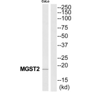 Microsomal Glutathione S Transferase 2 (MGST2) Antibody