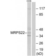Western blot analysis of extracts from COS cells, using MRPS22 antibody.