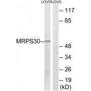 Western blot analysis of extracts from LOVO cells, using MRPS30 antibody.