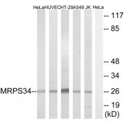 Western blot analysis of extracts from HeLa cells, HUVEC cells, HT-29 cells, A549 cells and Jurkat cells, using MRPS34 antibody.