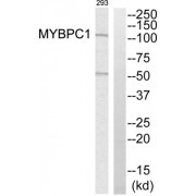 Western blot analysis of extracts from 293 cells, using MYBPC1 antibody.