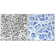 Immunohistochemistry analysis of paraffin-embedded human pancreas tissue using NDUFA3 antibody.