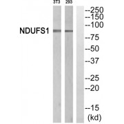 Western blot analysis of extracts from 3T3 cells and 293 cells, using NDUFS1 antibody.