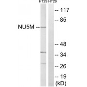 Western blot analysis of extracts from HT-29 cells, using MT-ND5 antibody.