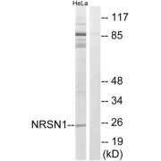 Western blot analysis of extracts from HeLa cells, using NRSN1 antibody.