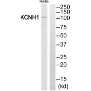 Western blot analysis of extracts from HuvEc cells, using KCNH1 antibody.