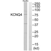 Western blot analysis of extracts from HuvEc cells, using KCNQ4 antibody.