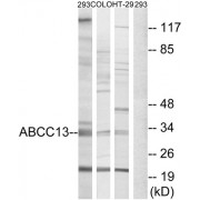 Western blot analysis of extracts from 293 cells, COLO cells and HT-29 cells, using ABCC13 antibody.