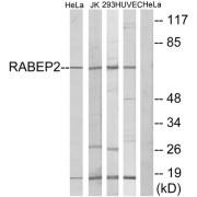 Western blot analysis of extracts from HeLa cells, Jurkat cells, 293 cells and HUVEC cells, using RABEP2 antibody.