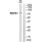 Western blot analysis of extracts from rat heart cells, using REPS1 antibody.