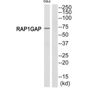 RAP1 GTPase Activating Protein (RAP1GAP) Antibody