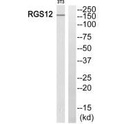 Western blot analysis of extracts from 3T3 cells, using RGS12 antibody.