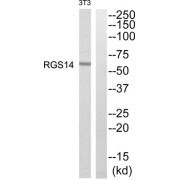 Western blot analysis of extracts from NIH/3T3 cells, using RGS14 antibody.