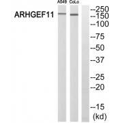Western blot analysis of extracts from A549 cells and COLO 205 cells, using ARHGEF11 antibody.
