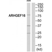 Rho Guanine Nucleotide Exchange Factor 16 (ARHGEF16) Antibody