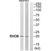 Western blot analysis of extracts from HepG2 cells and HeLa cells, using RHOB antibody.