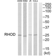 Western blot analysis of extracts from COLO205 cells, K562 cells, Jurkat cells and A549 cells, using RHOD antibody.