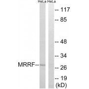 Western blot analysis of extracts from HeLa cells, using MRRF antibody.
