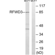 Western blot analysis of extracts from MCF-7 cells, using RFWD3 antibody.